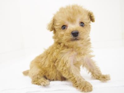 animal_image