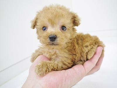 animal_image