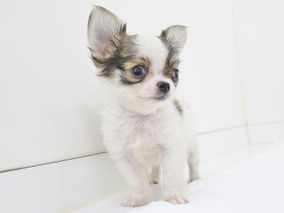 animal_image