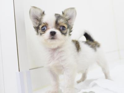 animal_image