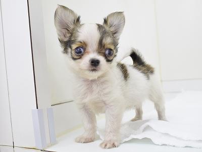 animal_image