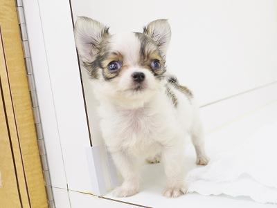 animal_image