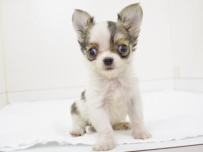 animal_image