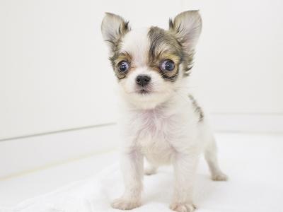 animal_image