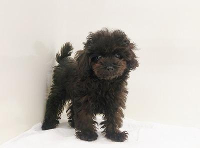 animal_image