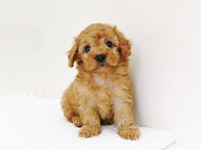 animal_image