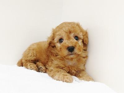 animal_image