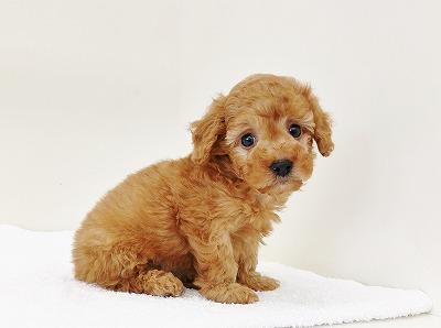 animal_image