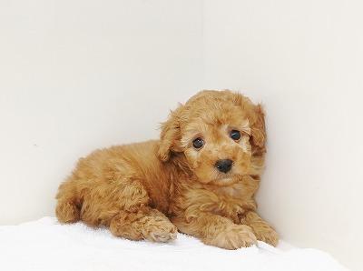 animal_image