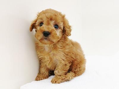 animal_image