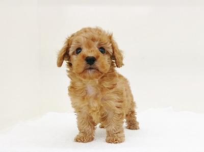 animal_image
