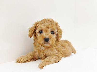 animal_image