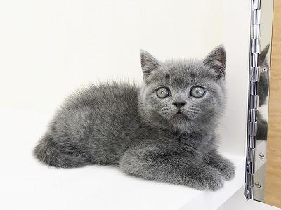 animal_image
