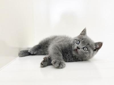 animal_image