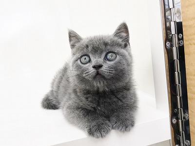 animal_image