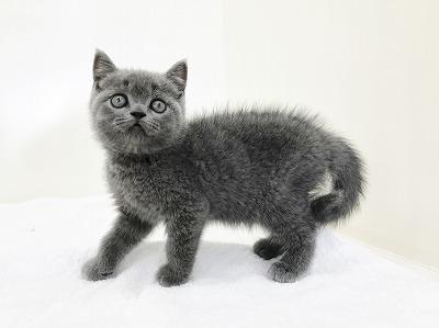 animal_image