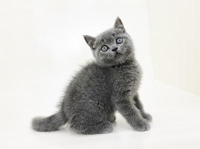 animal_image