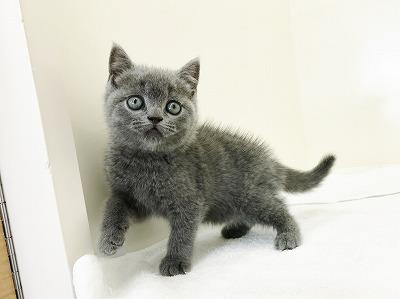 animal_image