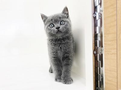 animal_image