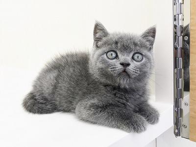 animal_image