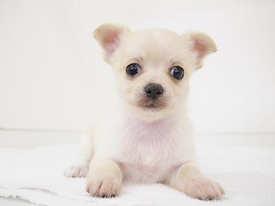 animal_image