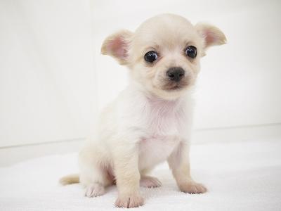 animal_image