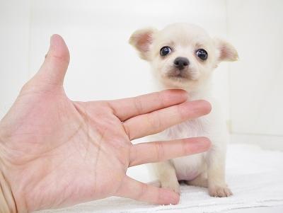 animal_image