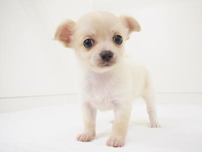 animal_image