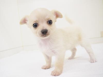 animal_image