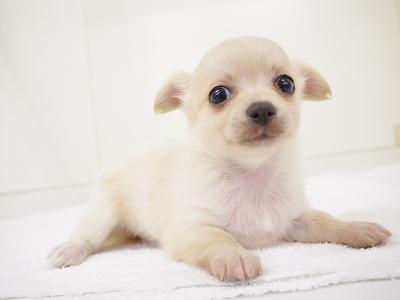 animal_image