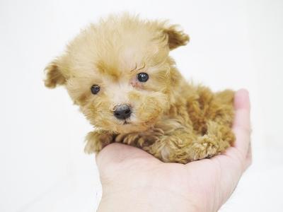 animal_image