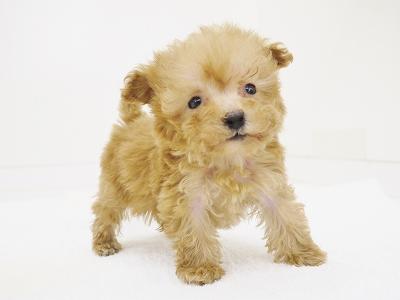 animal_image