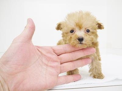 animal_image