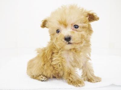animal_image