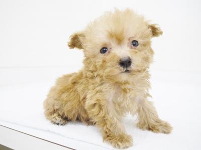 animal_image
