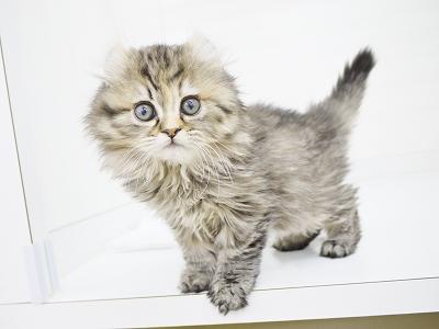 animal_image