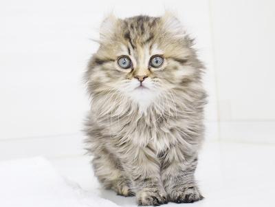 animal_image