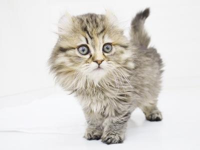 animal_image