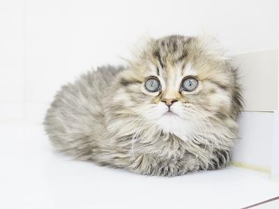 animal_image