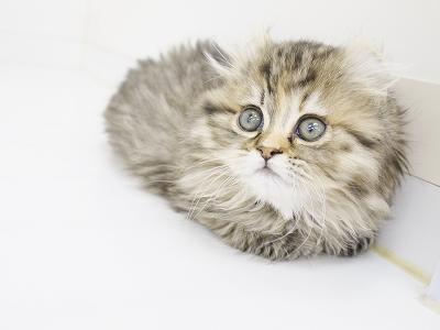 animal_image