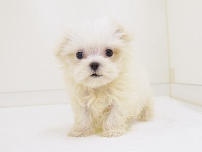 animal_image