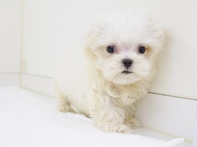 animal_image