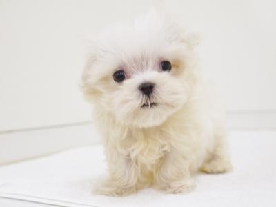 animal_image