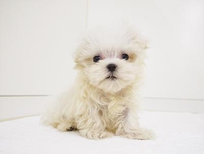 animal_image