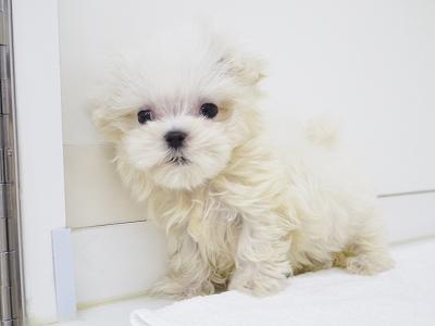 animal_image