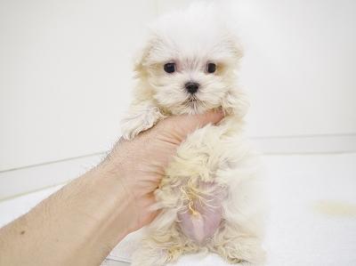 animal_image