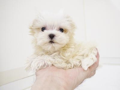 animal_image