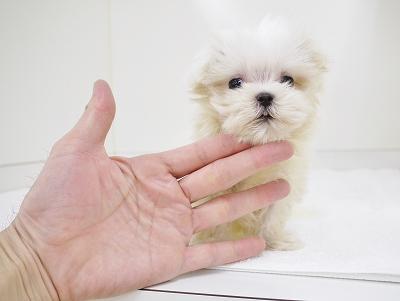 animal_image