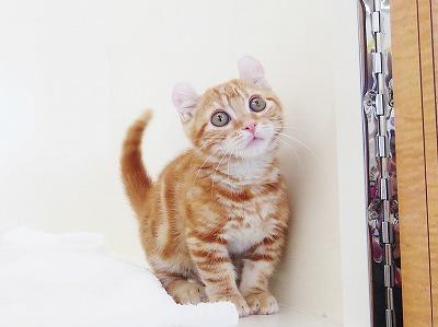 animal_image