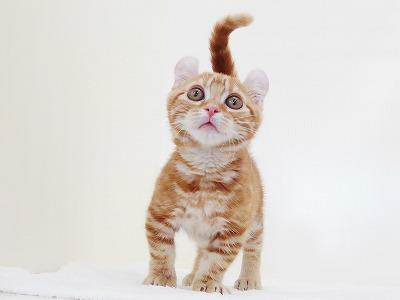 animal_image